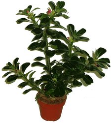PPOUŠTNÍ RŮŽE - ADENIUM OBESUM